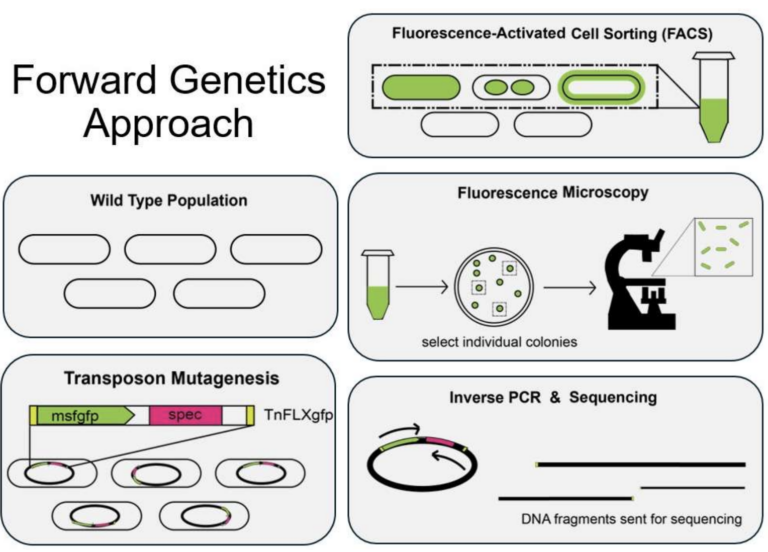 Transposon Mutagenesis to Generate Constitutive Fluorescent Labels for Microscopy of B. subtilis
